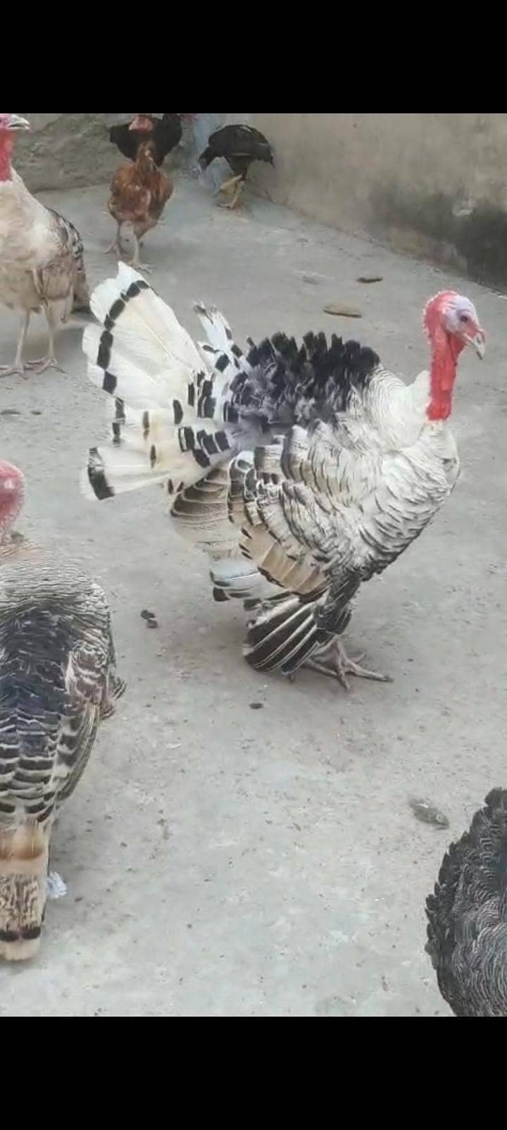 turkey bird 6