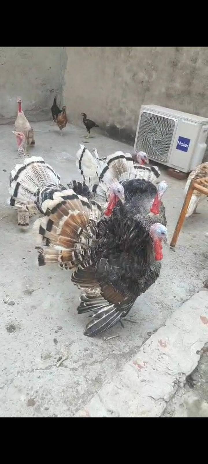 turkey bird 7