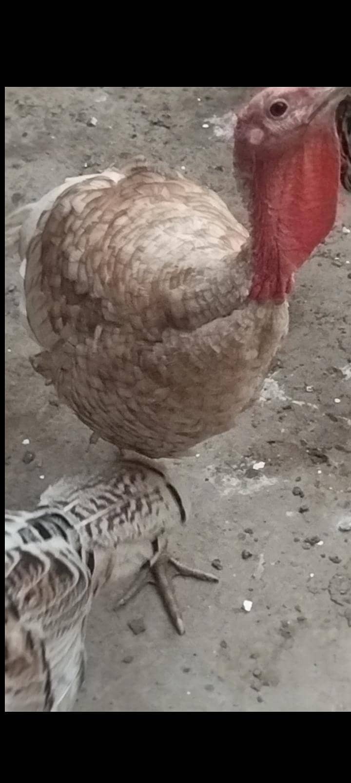 turkey bird 8