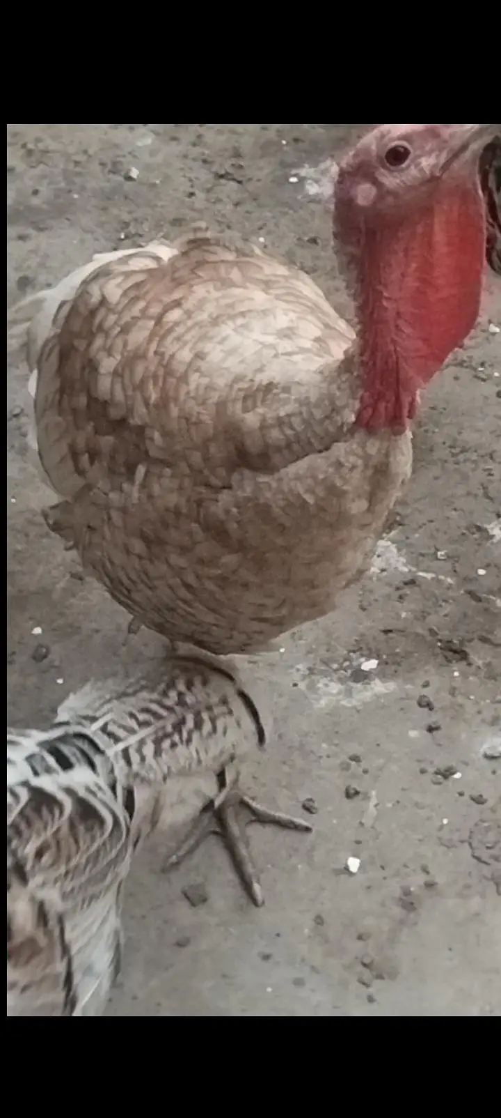 turkey bird — photo 9