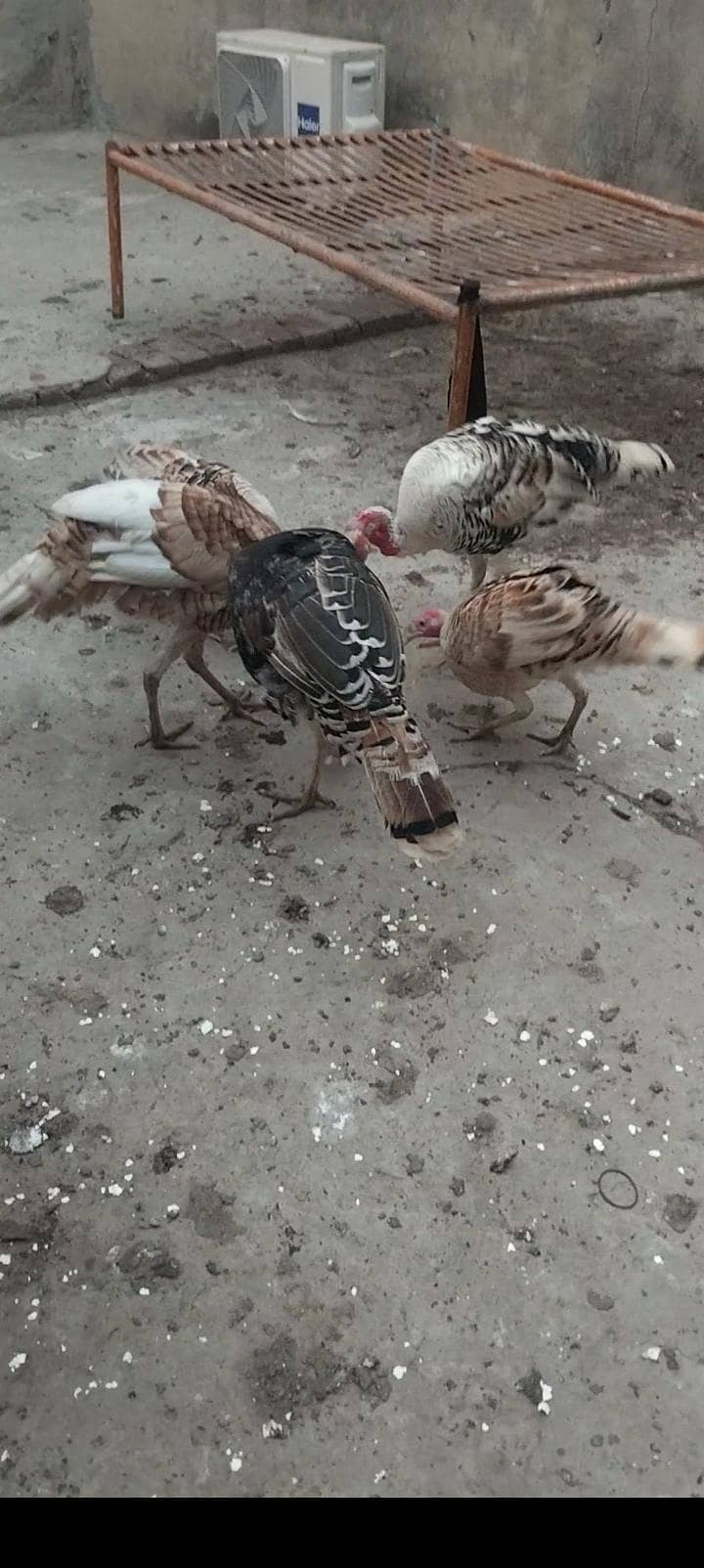 turkey bird 9