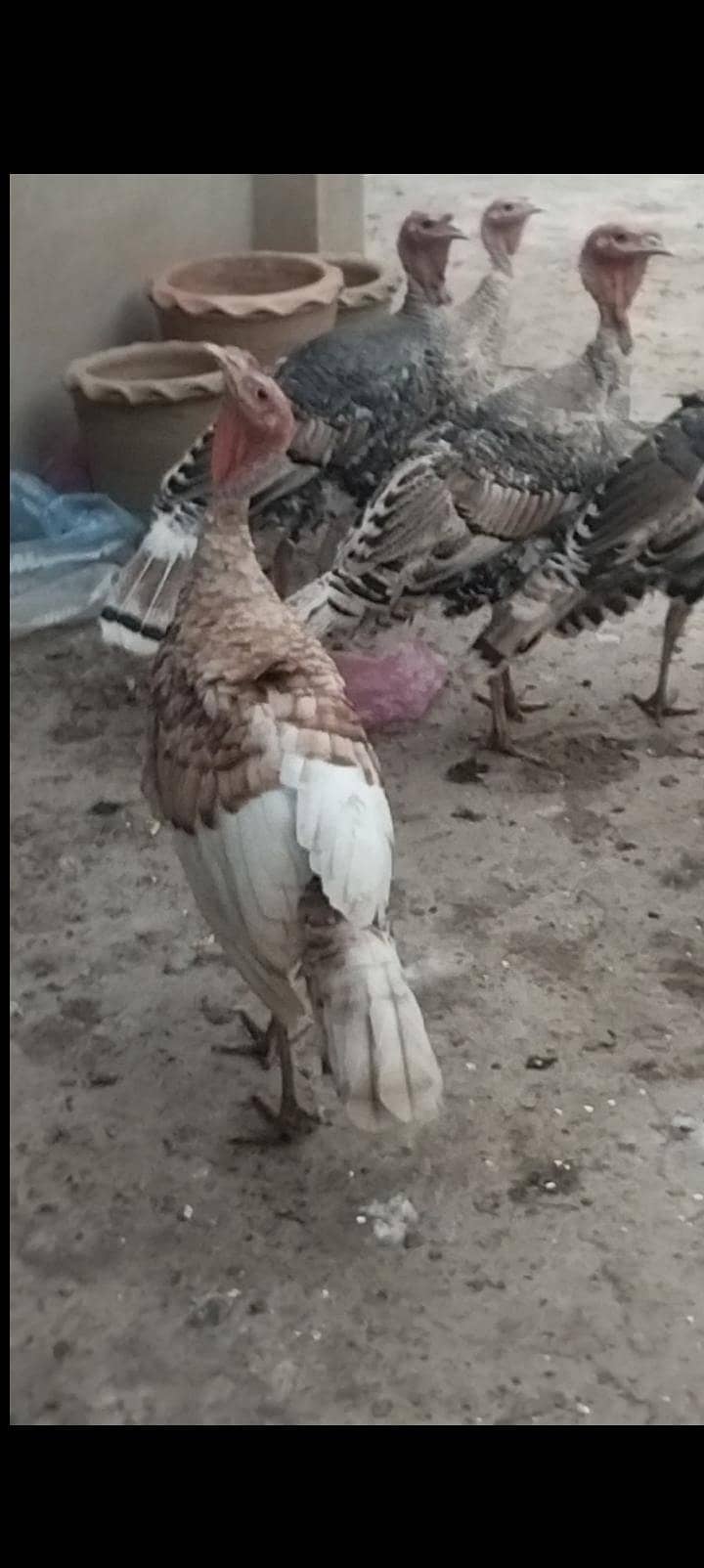 turkey bird 10