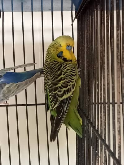 Exhibition Breeder Male Grey Green
