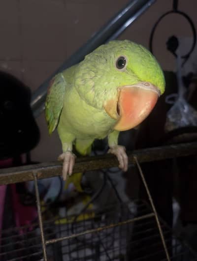 Raw perrot
