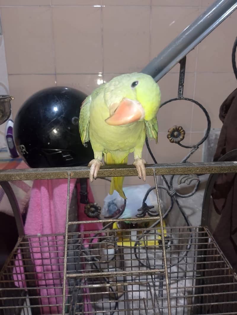 Raw perrot 1