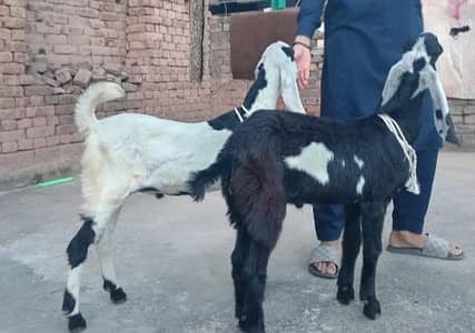 2 beetal bakray Qutbani 2027