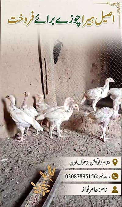 Mianwali White Heera Aseel