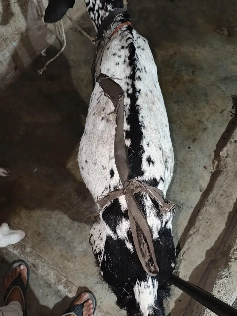 Black maka cheni — photo 2