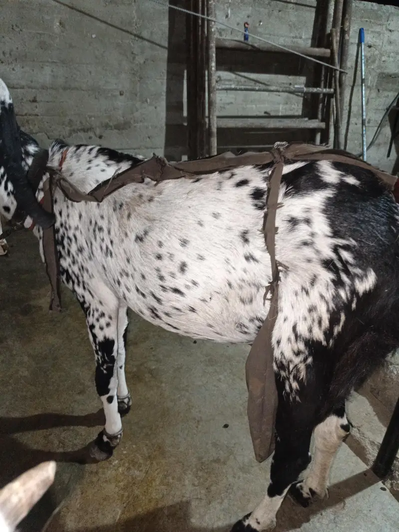 Black maka cheni — photo 3