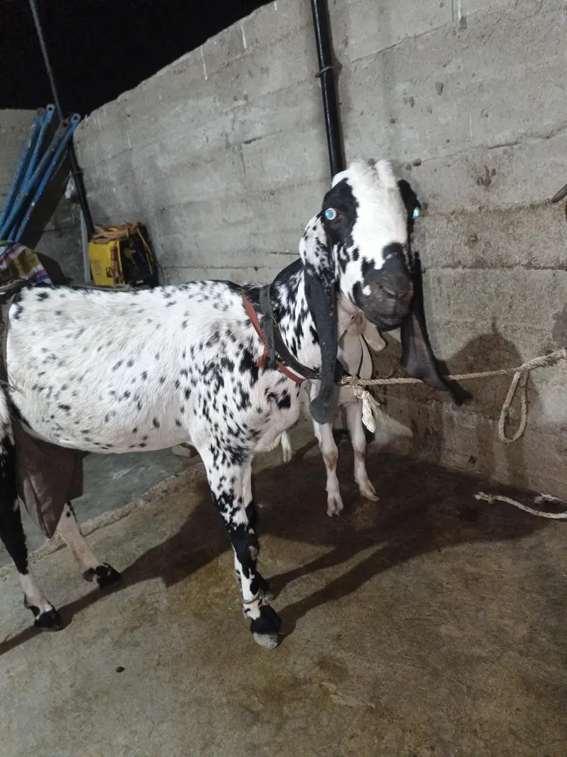 Black maka cheni — photo 6