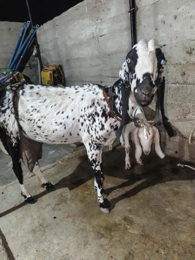 Black maka cheni — photo 7