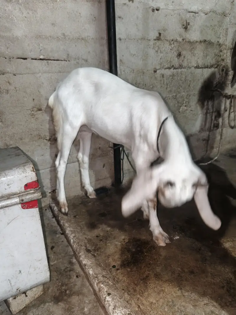 Black maka cheni — photo 12