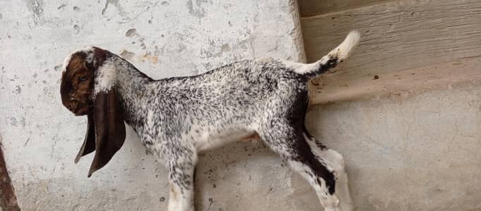 makhni cheeny male bacha breeder quality