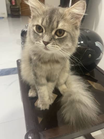 Persian cat for a loving home.
