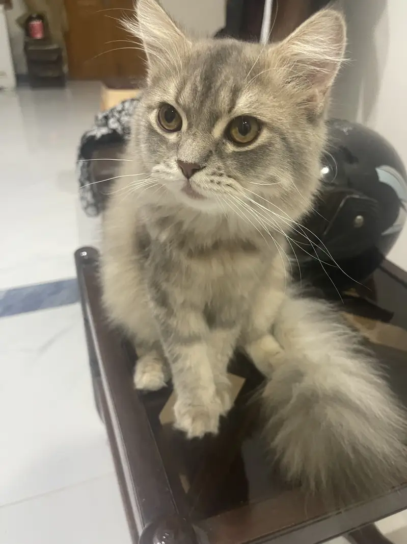Persian cat looking for a loving home. — photo 2
