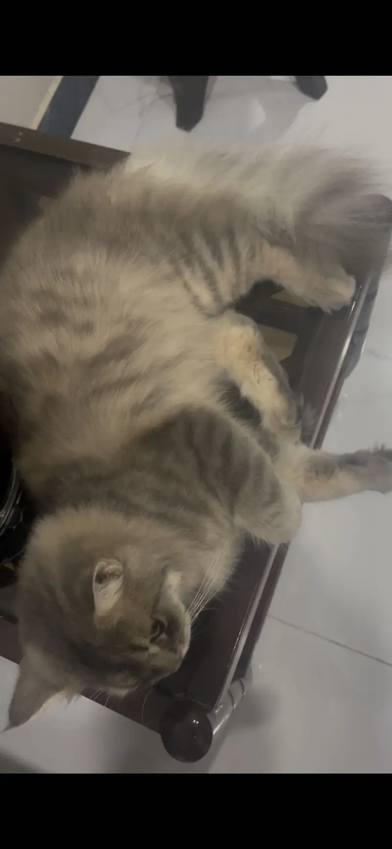 Persian cat looking for a loving home. — photo 3