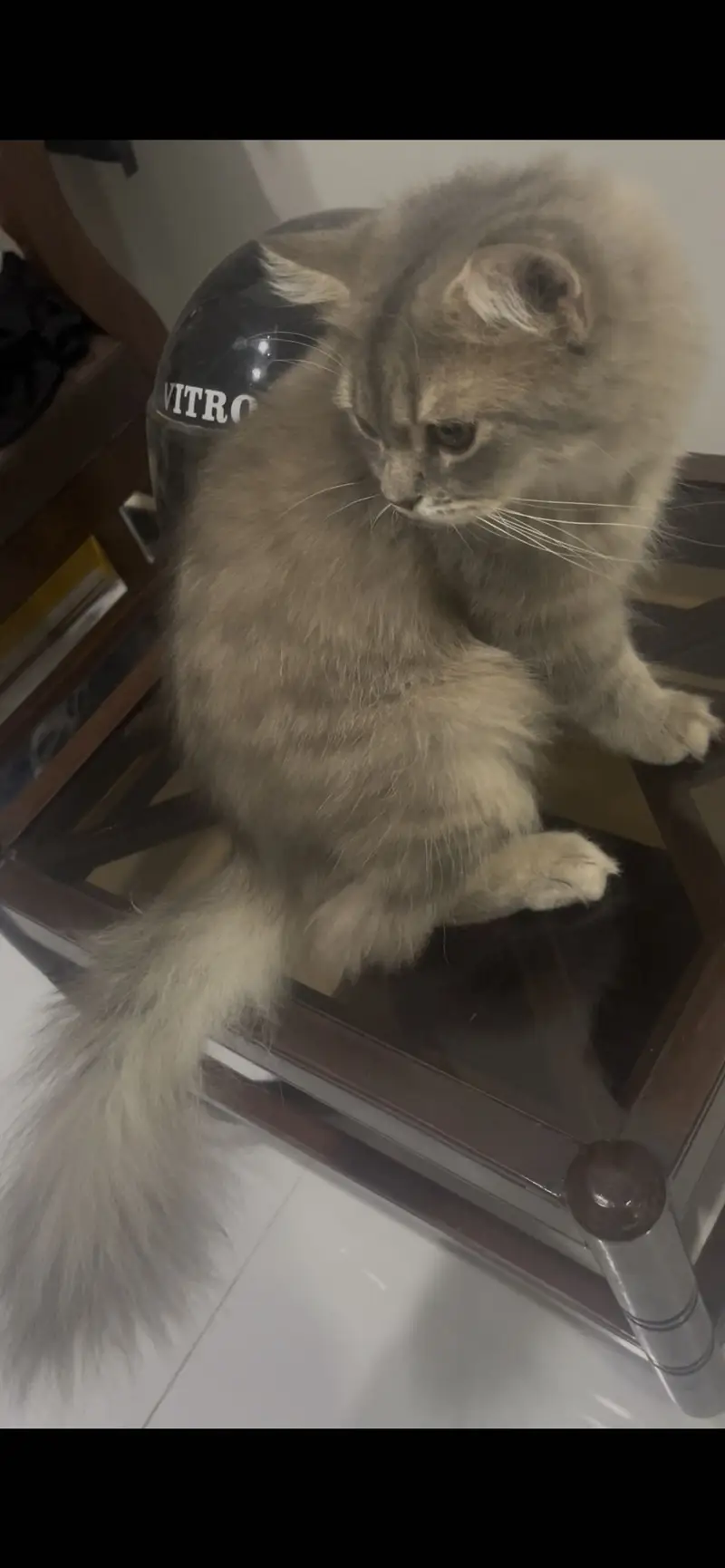 Persian cat looking for a loving home. — photo 4