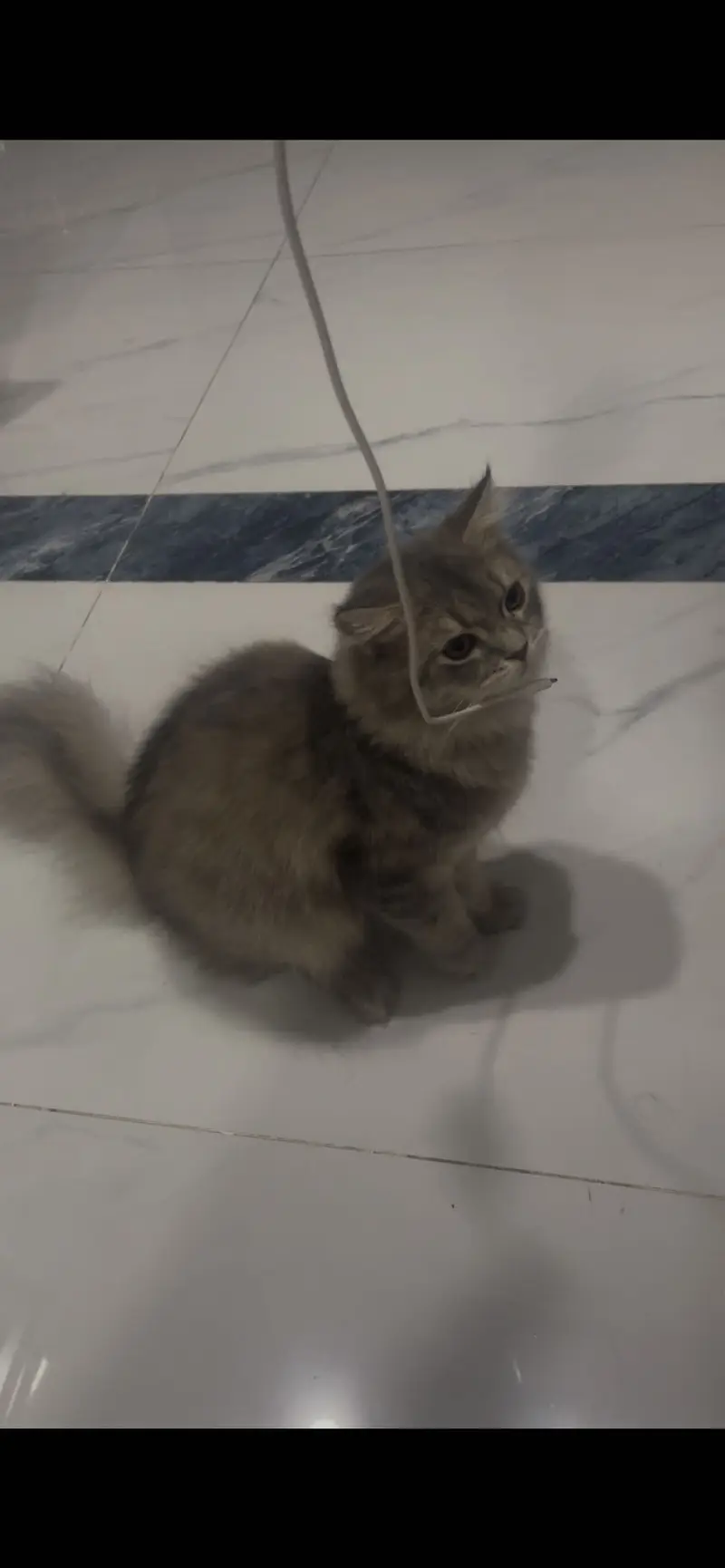 Persian cat looking for a loving home. — photo 5