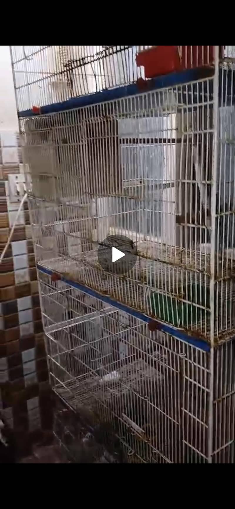 bird cage 1