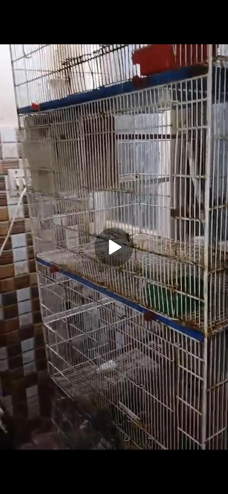 bird cage — photo 2