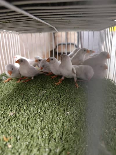 snow white finch chick's