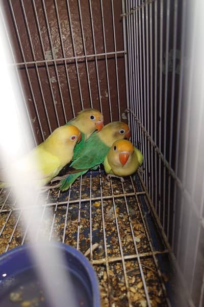 Love bird pair exchange possible