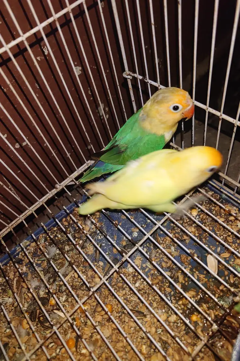 Love bird pair exchange possible — photo 2