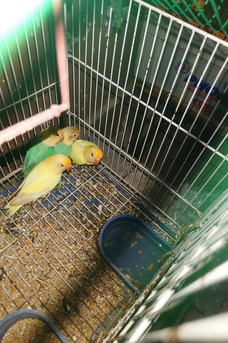 Love bird pair exchange possible — photo 3