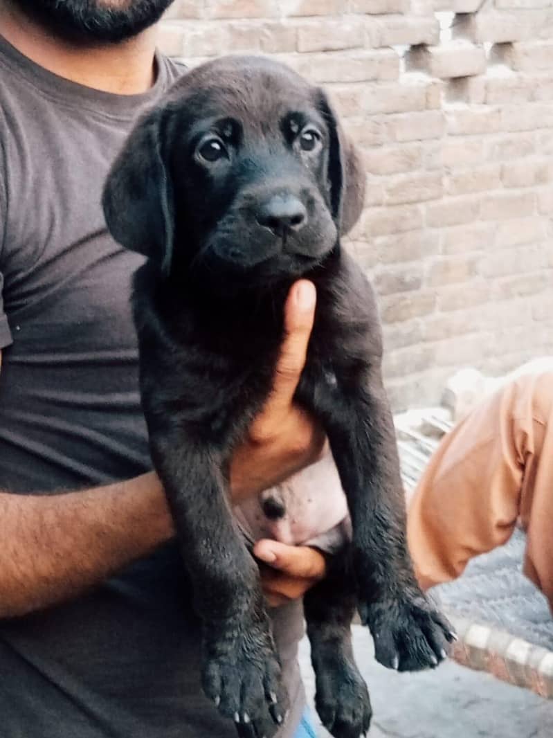 quality pups 1