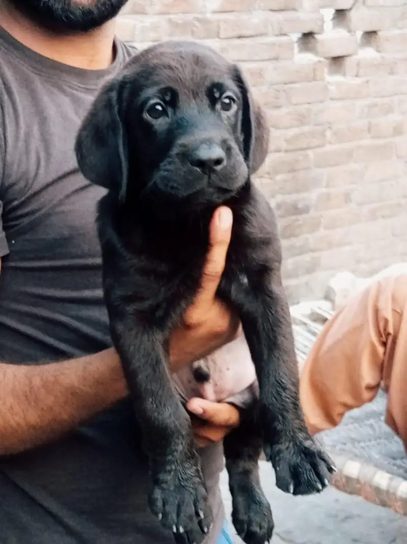 quality pups — photo 2