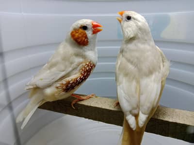 zebra finches