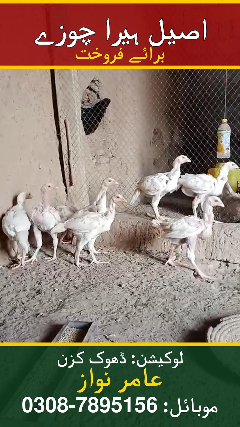 Mianwali White Heera Aseel — photo 3