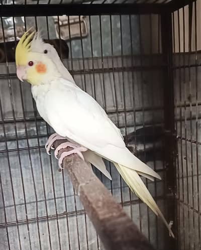 Common White Red Eye Single Piece