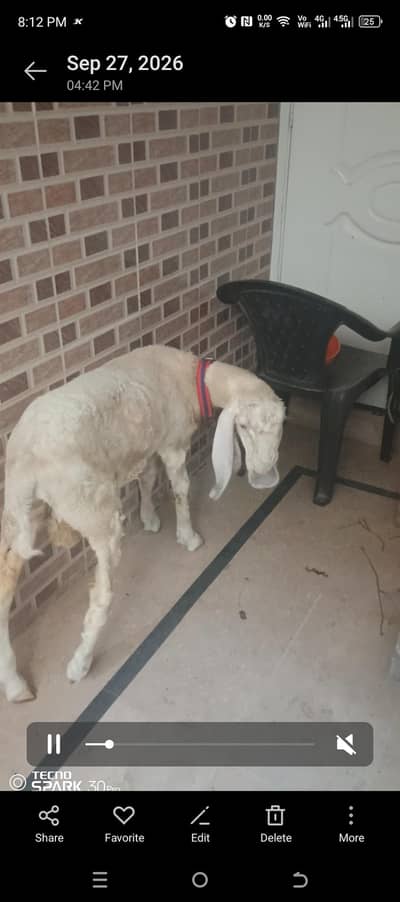 Larkana domba