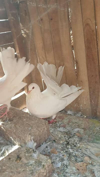 Breeder pair 1 pic prize 600 whattsapp 03047808327