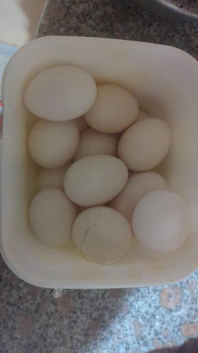 Egyptian fayoumi Eggs for sale