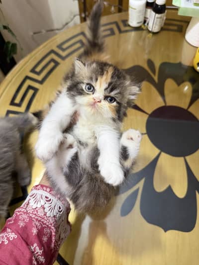 Quality kittens