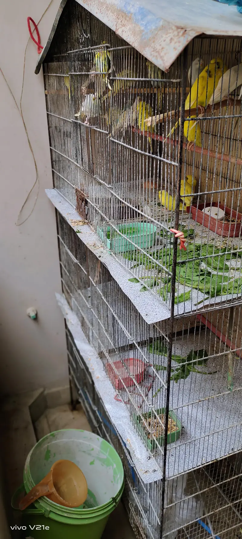birds cage — photo 2