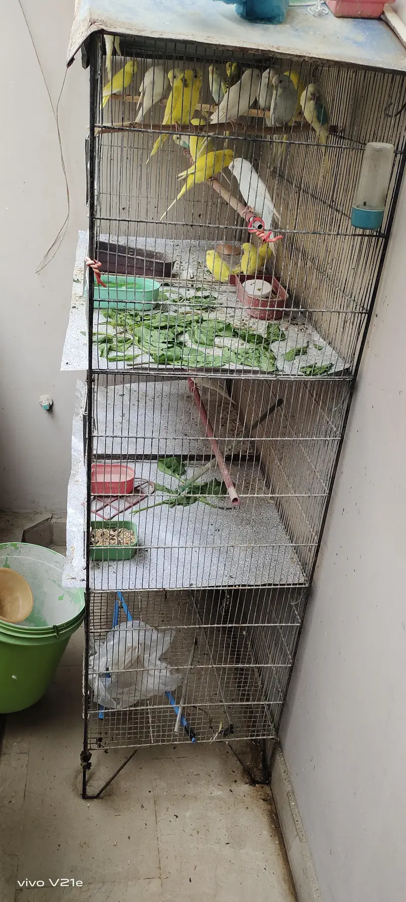birds cage — photo 3