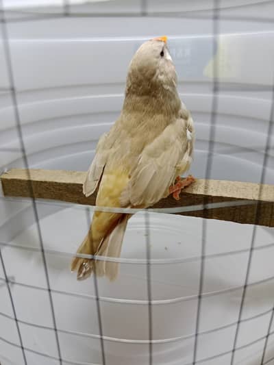 zebra finches