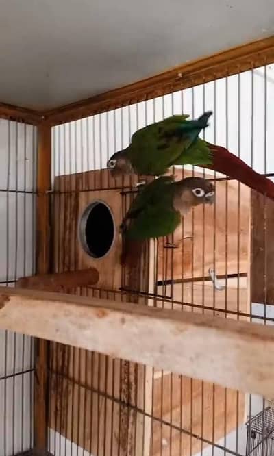 Green conure with one egg breeder pair 03350763912