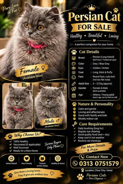 Persian cat male triple cotted
