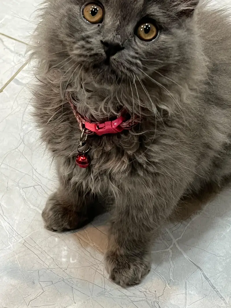 Persian cat male triple cotted — photo 2