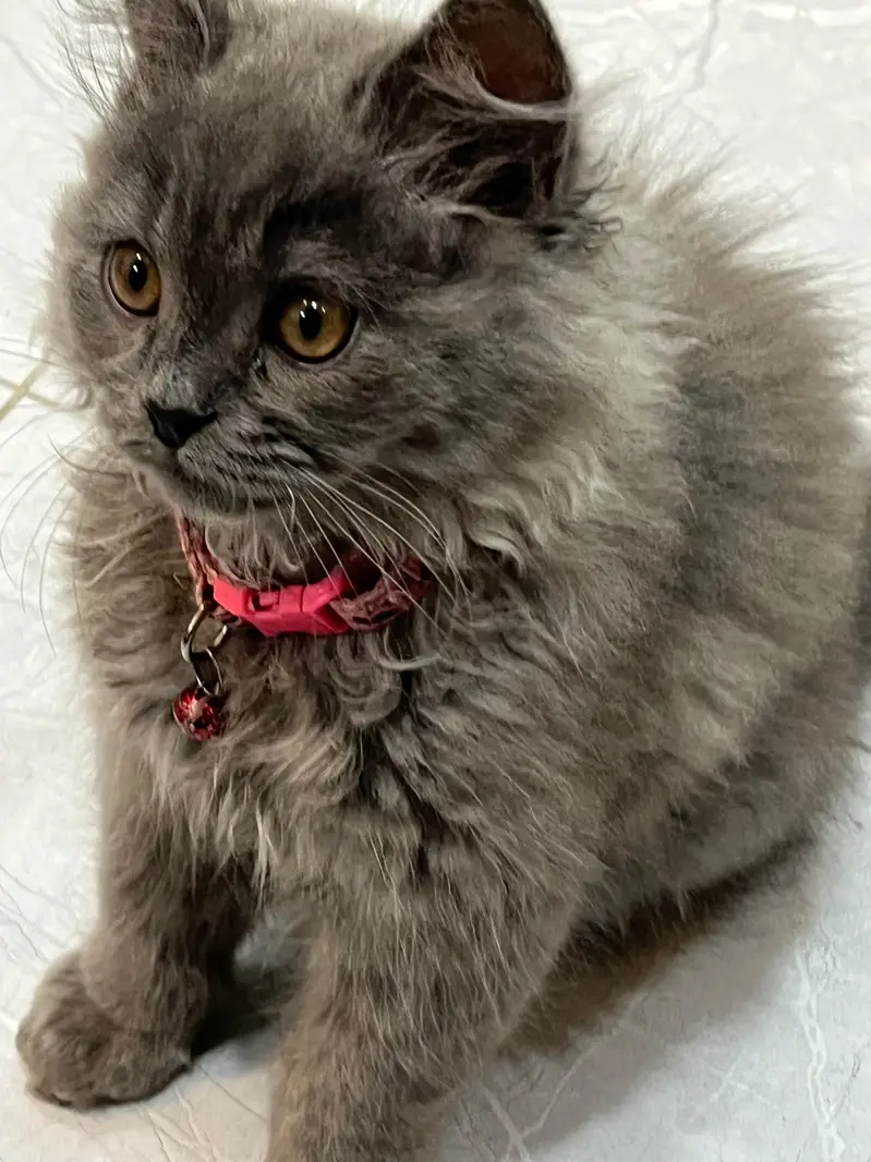 Persian cat male triple cotted — photo 3