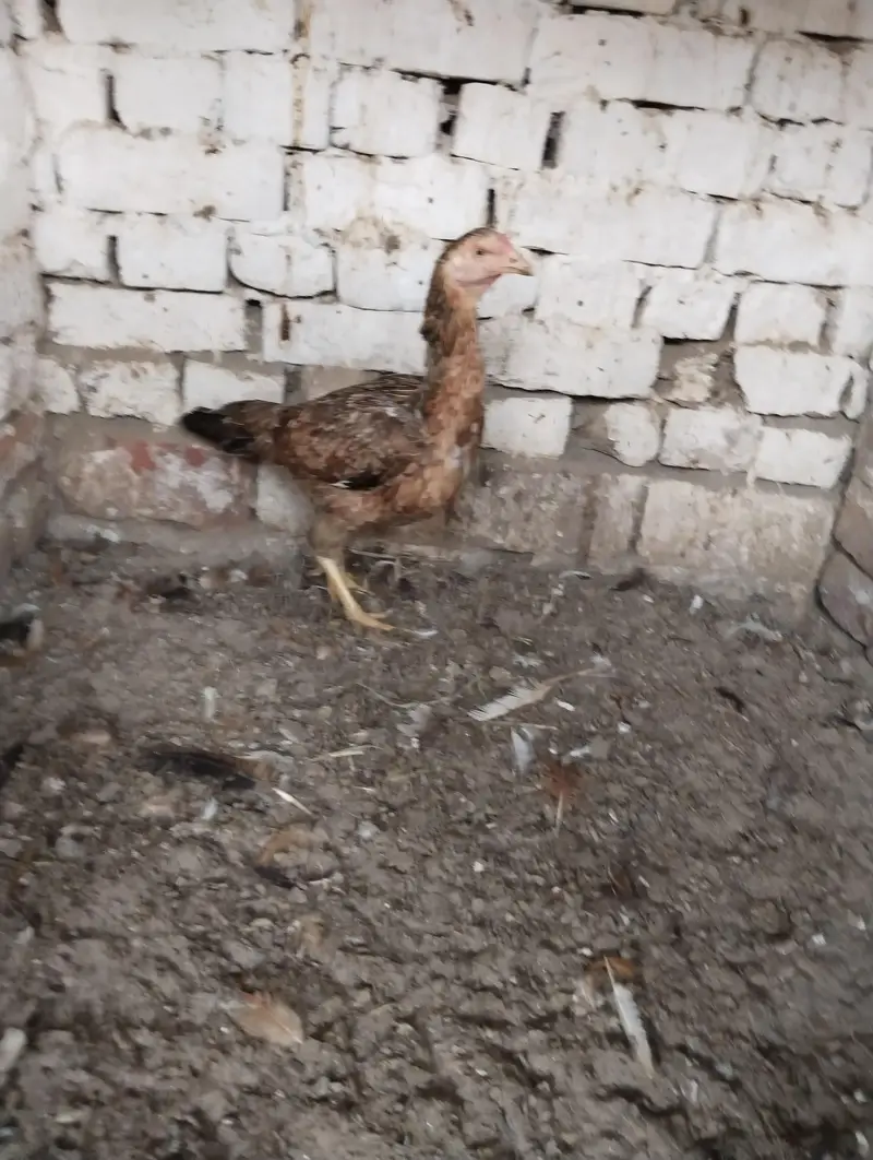 Kurak Aseel Murgi 03027807628 — photo 2