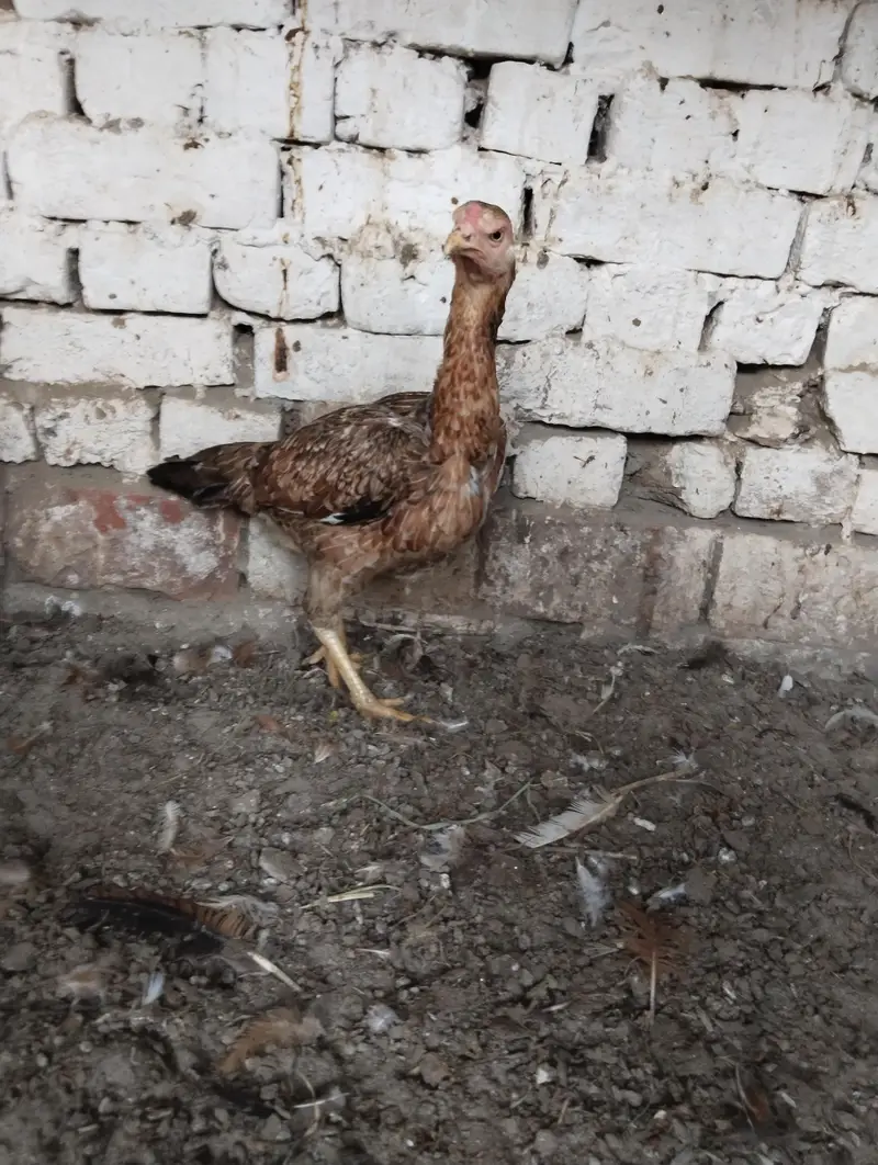 Kurak Aseel Murgi 03027807628 — photo 3