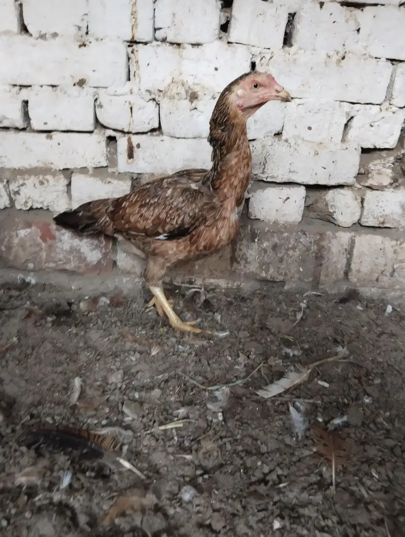 Kurak Aseel Murgi 03027807628 — photo 4