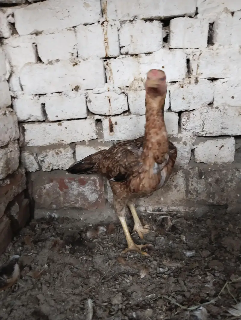 Kurak Aseel Murgi 03027807628 — photo 6