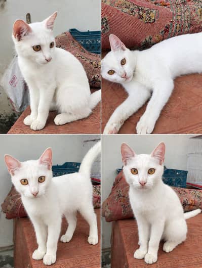 cute & playful pet cat for sale   e & Playful White Pet Cat for Sale