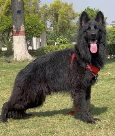 pink pedigree 3ple cout gsd male for sale